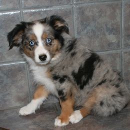 Miniature Australian Shepherd Puppies from Cross K Mini Aussies