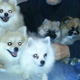 Pomeranian Puppies from KB Pom Pups