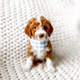 Mufasa - Red  male Goldendoodle puppy in Springville, Utah from Happy Doodle