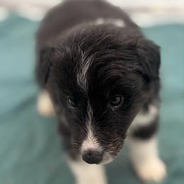 Boy 3 - Black white and tan male Shetland Sheepdog puppy in Pensacola, Florida from Nancy Barger's Siberian Huskies