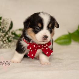 King of Hearts- BOY(triple clear, possible fluffy carrier) - Black and tan male Pembroke Welsh Corgi puppy in Keene, Texas from Texas Fluff Butts and Friends