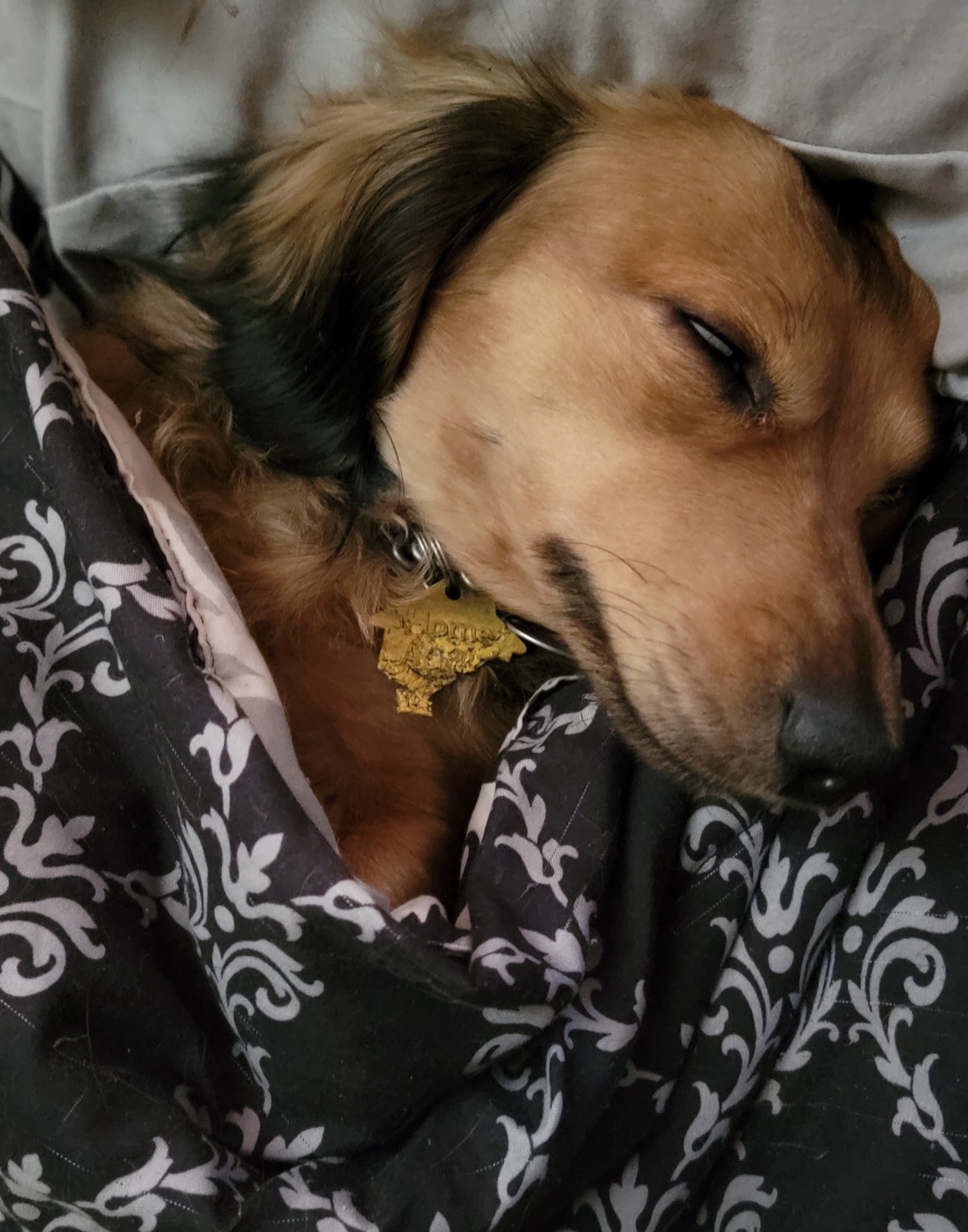 Dachshund Puppies from CLARK'S BREEDING PROGRAM
