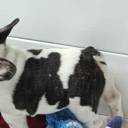 Bulldogs and French Bulldogs from Bouquet Bulldogs