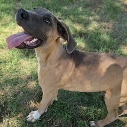 Gizmo - Fawn male Great Dane puppy in Cunningham, Kansas from Garden Grove Great Danes