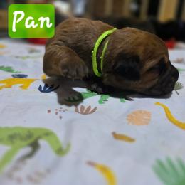 Pan - Red male Cane Corso puppy in Sandia, Texas from OneTime Cane Corso