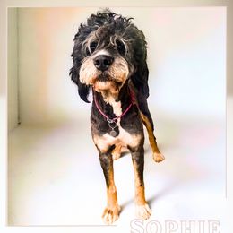 Leila - Bernedoodle