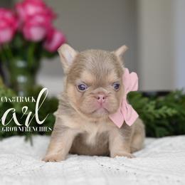 PEARL 8200 - Tricolors female French Bulldog puppy in Blue Ridge, Texas from Beason’s HomeGrown Frenchies