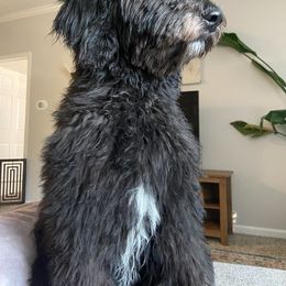 Bernedoodle and Goldendoodle All Grown Up from A.N.A. Doodles