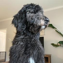 Bernedoodle and Goldendoodle All Grown Up from A.N.A. Doodles