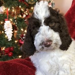 Labradoodle, Australian Labradoodle, and Schnoodle Puppies from Lake Mountain Doodle