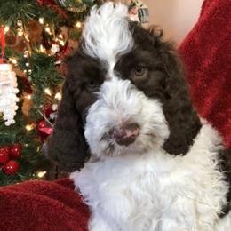 Labradoodle, Australian Labradoodle, and Schnoodle Puppies from Lake Mountain Doodle