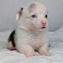 Dolly - Blue merle and white female American Corgi puppy in Clarksville, Tennessee from Cold Creek Family Farm LLC