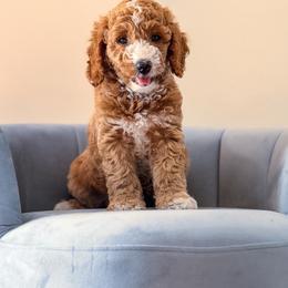 Rex - Cream male Goldendoodle puppy in Lakeland, Florida from Rolling Oak Doodles