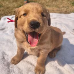 Mr Potato- Red collar  (3rd pick male) - Golden male Golden Retriever puppy in Tenino, Washington from Oak River Goldens'