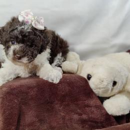 Coton de Tulear and Poodle Puppies from Legacy Pets