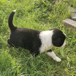 Australian Shepherd Puppies from Cali's Australian Shepherds