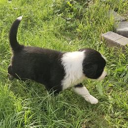 Australian Shepherd Puppies from Cali's Australian Shepherds