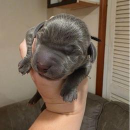LUIGI - Blue male Weimaraner puppy in Ferrum, Virginia from LAAT Weims