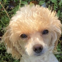 Hazel - Poodle