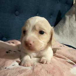 Twin ee cream girl - Cream female Dachshund puppy in Mt. Vernon, Texas from The Spotted Doxie