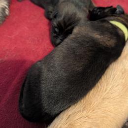 Lime - Sable male German Shepherd puppy in Holden, Missouri from Vacker Warin Engel