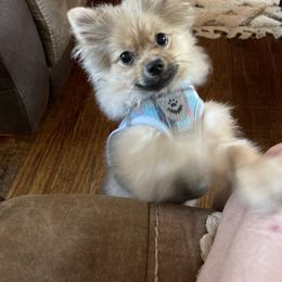 Sassy - Cream sable female Pomeranian puppy in Sherman, Texas from Wynter Wonderland Poms