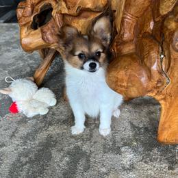 Mitzi's Boy 2 - White and sable male Papillon puppy in Shirley, Arkansas from Lucky Pups