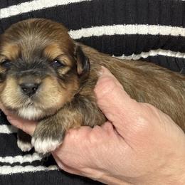 Boy 1 - Red male Havanese puppy in Congerville, Illinois from Happy Go Lucky Havanese