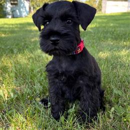 Cora - Black female Miniature Schnauzer puppy in Maynard, Minnesota from Linda Maus