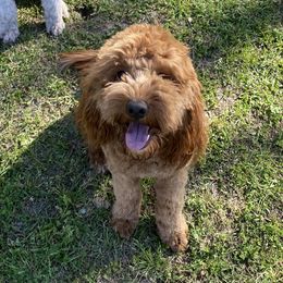 Fletch - Goldendoodle