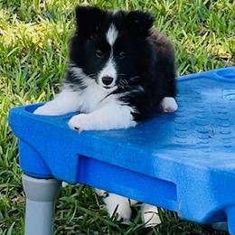 BC - Black and white male Shetland Sheepdog puppy in Davie, Florida from Enclave
