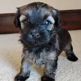 Dawn - Red sable female Havanese puppy in Kinston, North Carolina from Court Jester Havanese and Prissy Diva Russian Salon Dogs