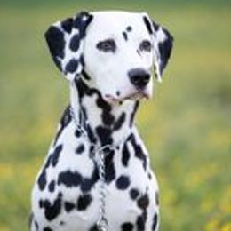 Dalmatians from Arctic Ridge Dalmatians