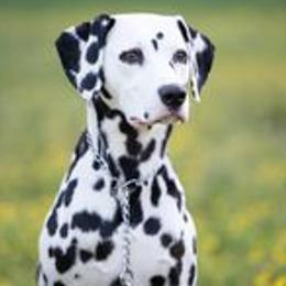 Dalmatians from Arctic Ridge Dalmatians