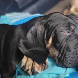 Great Dane Puppies from Northwood Euro Danes