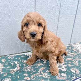 Puppy 4 - Apricot female Irish Doodle puppy in Bloomfield, Iowa from Schooley Doodles