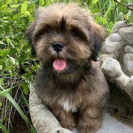 CB1 MALE FLORIDA AKC MULTI CHAMPION ANCESTRY - Red male Lhasa Apso puppy in Bell, Florida from Maryann & Kandis