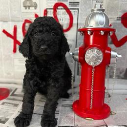 Benji - Black male Pyredoodle puppy in Willacoochee, Georgia from Kitandkboodle's Doodles