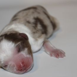 Comet - Red merle male Miniature Australian Shepherd puppy in Brooker, Florida from Triple Branch Aussies