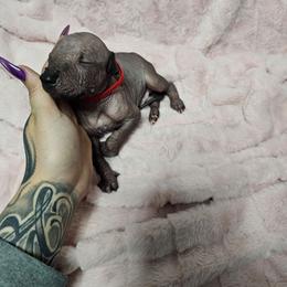 Barrel - Bronze male Xoloitzcuintli puppy in Eugene, Oregon from Naked nobles kennel