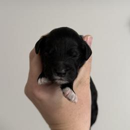 Ace - Black male Goldendoodle puppy in Clinton, Utah from Golden Law Kennels