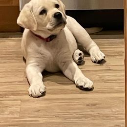 Labrador Retriever Puppies from Suebel Labradors South