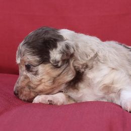 Aussiedoodle Puppies from DuWoof