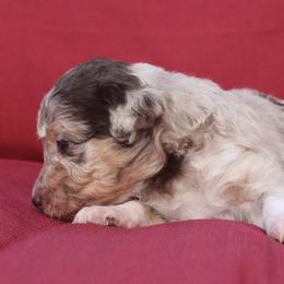 Aussiedoodle Puppies from DuWoof