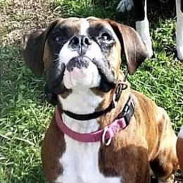 Mia - Boxer
