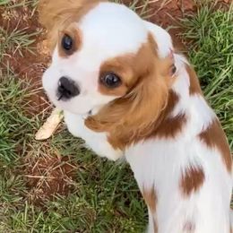 Oakley - Cavalier King Charles Spaniel
