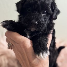 2 socks - Black male Maltipoo puppy in Tomball, Texas from Angela Hurd's Maltipoos