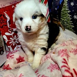 Donner - Blue merle female Australian Shepherd puppy in Blairsville, Georgia from Georgia Peach Aussies