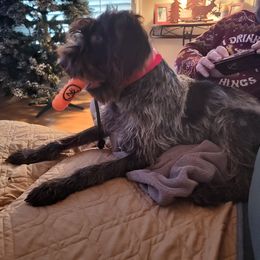 Wirehaired Pointing Griffon Puppies from Saint Barbara's Wirehaired Pointing Griffons