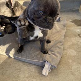Stitch - Blue male French Bulldog puppy in Rawlins, Wyoming from Wyo frenchies